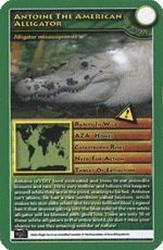 Antoine The Alerican Alligator STT