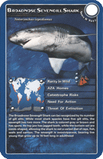 Broadnosed Sevengill Shark STT