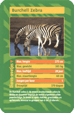 Burchell Zebra STT