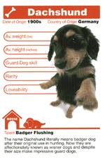 Dachsund STT