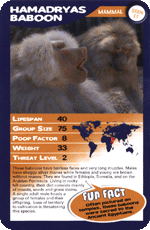 Hamadryan Baboon STT