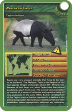 Malaysian Tapir STT