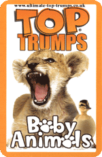 Baby Animals