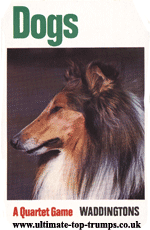 Dogs