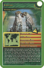 Cheetah STT