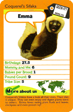 Emma - Coquerels Sifaka STT