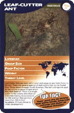 Leaf-Cutter Ant STT