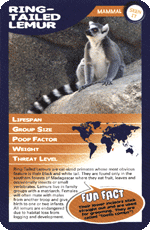 Ring-Tailed Lemur STT