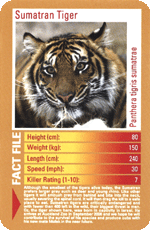 Sumatran Tiger STT