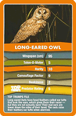 Long Eared Hawk